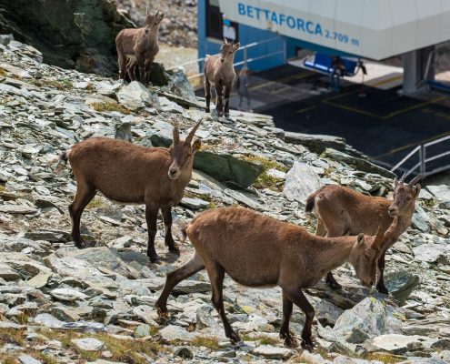 Ibexes at the Bettaforca pass