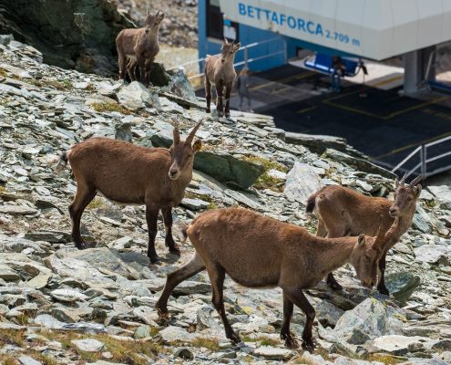 Ibexes in Bettaforca