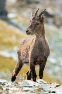 Cucciolo al colle Bettaforca