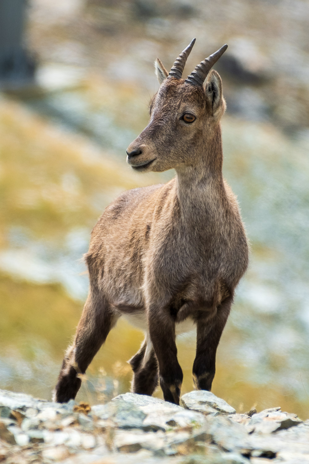 Baby ibex in Bettaforca
