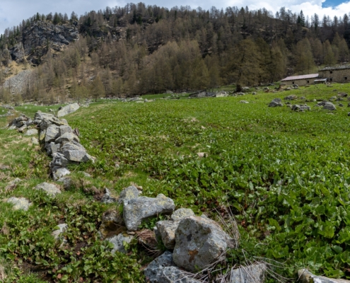 Le baite di Cialfrezzo inferiore (1890m), in alto lontano il colle Valdobbia