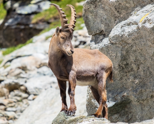 One of the ibexes encountered at the beginning of the snowfield.