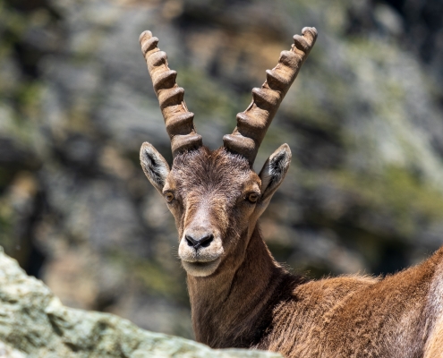 Ibex close-up