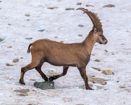 An ibex indifferently crosses the snowfield just before my passage