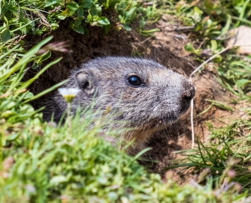 A marmot surprised along the trail