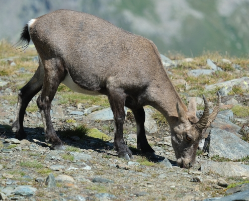 One of the tame ibexes often encountered along the trail