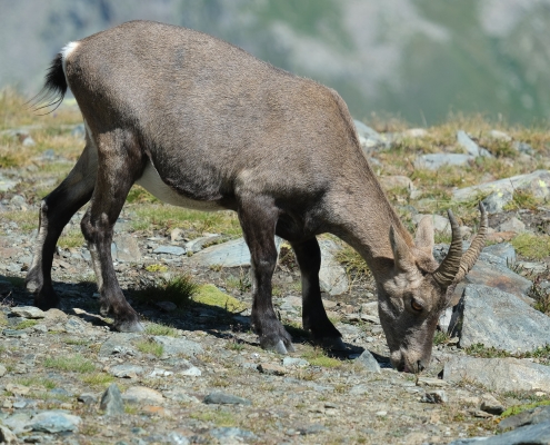 Uno dei mansueti stambecchi che si incontrano spesso lungo il percorso