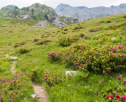 Cespugli di rododendro selvatico attorno al sentiero