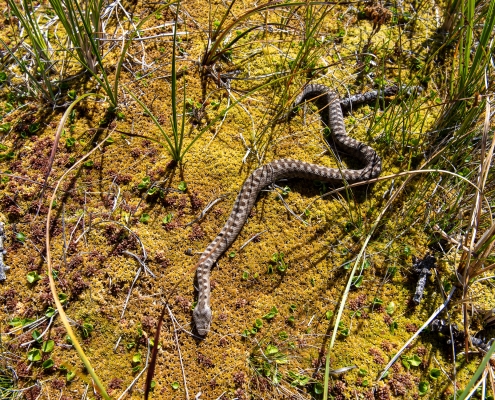 A (dead) viper found next to the peat bog