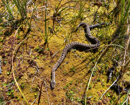 Una vipera (morta) trovata accanto alla torbiera