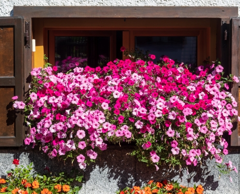 The beautiful flowers that adorn the houses of Valdobbia