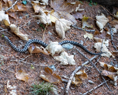 A viper crosses the trail