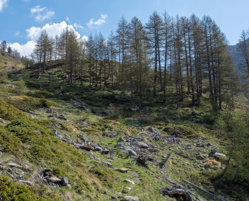 Il rado bosco di larici che si attraversa sul primo gradone