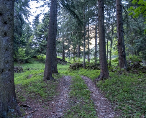 La strada nel bosco che porta verso Axelbode