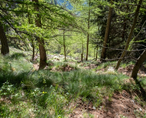 The great slope of the trail in the forest...