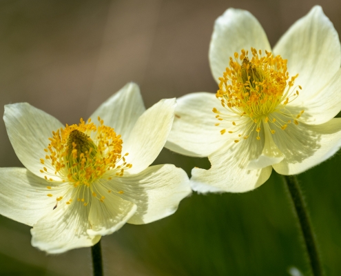 Pulsatilla Occidentalis