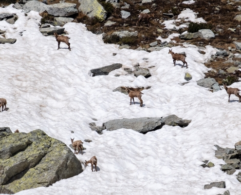 Camosci sui nevai sopra l'Alpe Gruebe