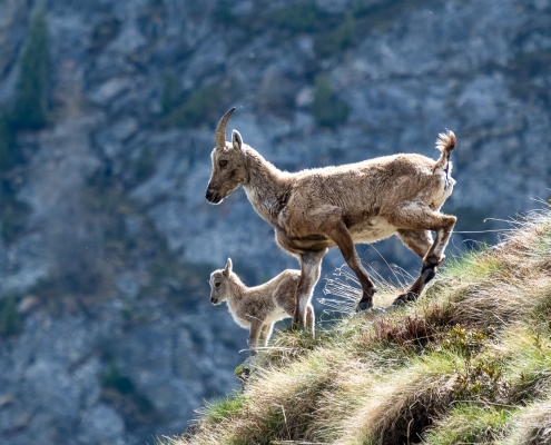 A family of ibexes