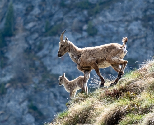 Una famigliola di stambecchi