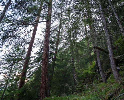 The path climbs the steep forest