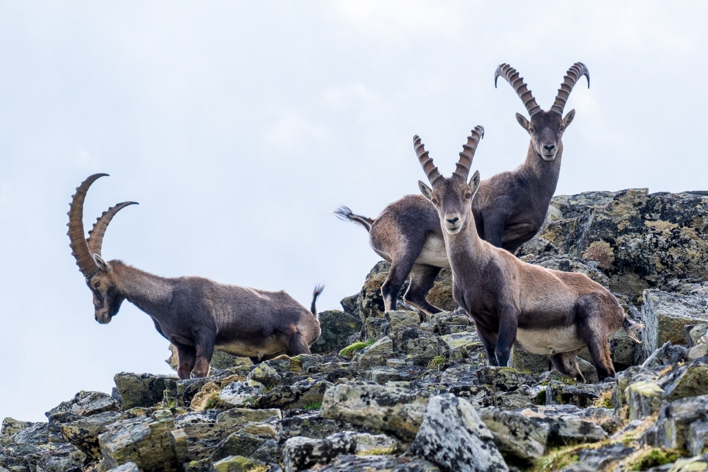 Ibexes ascending to Punta di Rissuolo