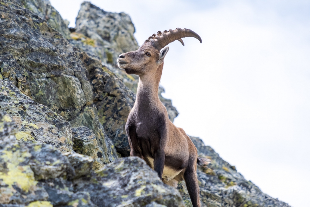 Ibex climbing towards Punta di Rissuolo