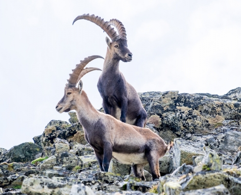 Ibexes ascending to Punta di Rissuolo