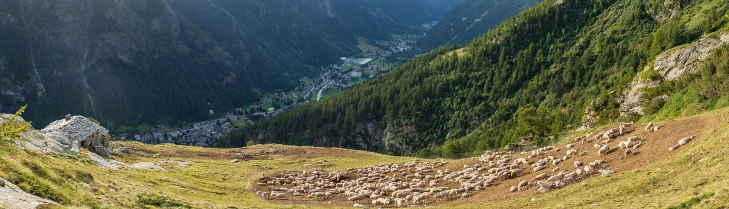 A flock of sheep sleeps next to the hut at Valnera Inferiore, 2055m