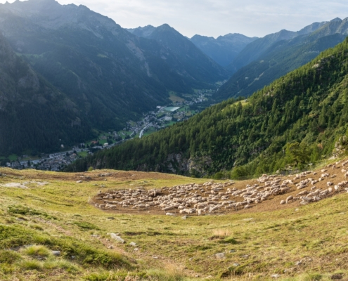 A flock of sheep stay overnight next to the hut at Valnera Inferiore, 1897m