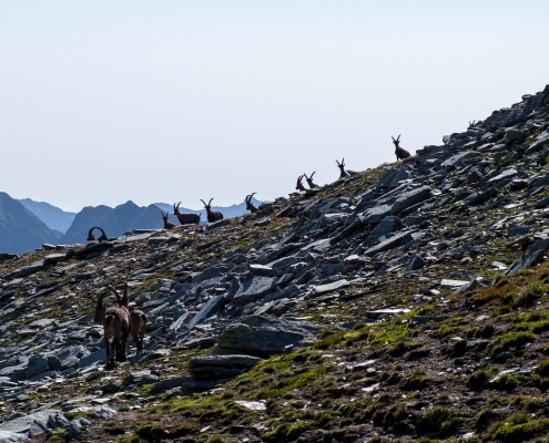 Ibexes watch curiously from afar