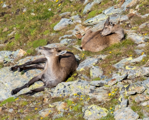 Two ibexes rest peacefully below the summit