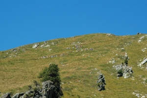 A large group climbs to the summit