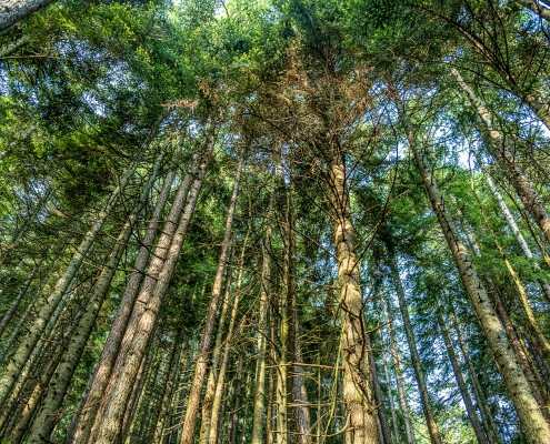 Il primo tratto si svolge interamente tra altissimi larici