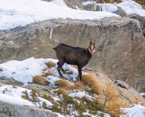 Un camoscio vicino alla pietraia