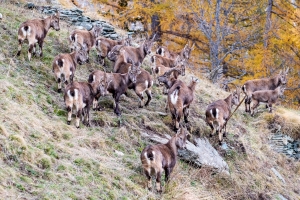 Un branco di stambecchi vicino ad Alpenzu Piccolo