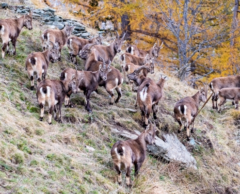 Un branco di stambecchi vicino ad Alpenzu Piccolo