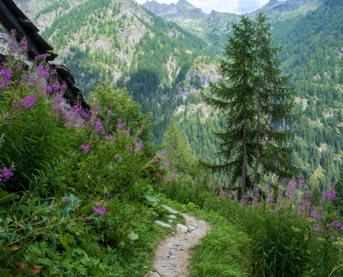 Il sentiero che sale verso Alpenzu