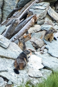 Quattro marmotte mi osservano da lontano