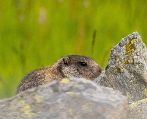 La timida marmotta, unico essere vivente incontrato