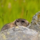 La timida marmotta, unico essere vivente incontrato